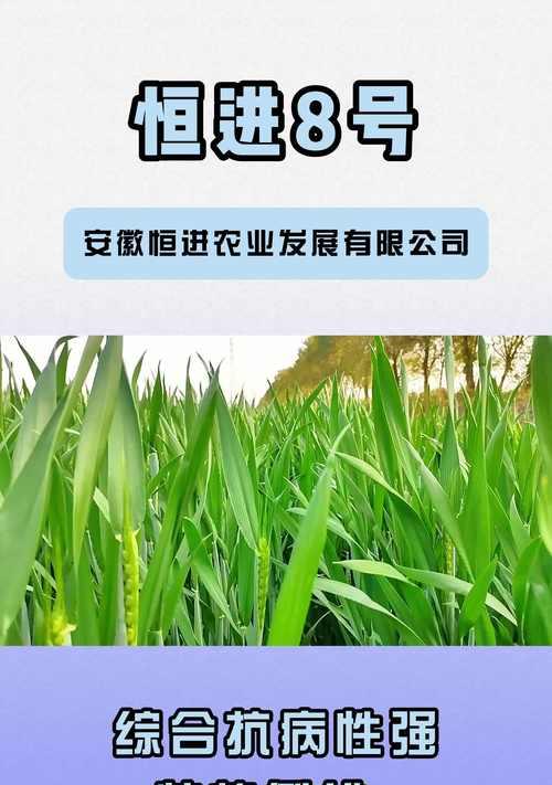 小麦是一种种子植物（探究小麦的生长特性和种子植物的分类）