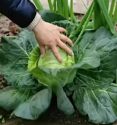 牛心包菜种植全攻略（时间、方法、技巧一网打尽）