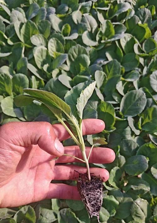 牛心包菜种植全攻略（时间、方法、技巧一网打尽）
