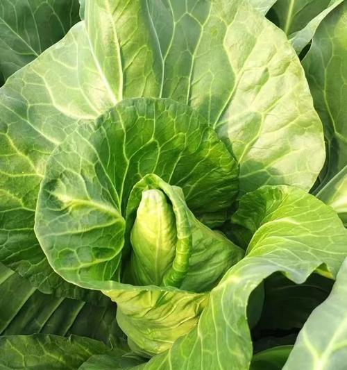 牛心包菜种植全攻略（时间、方法、技巧一网打尽）