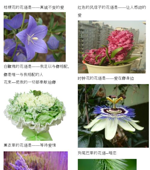 温柔的花——花语中的柔情（探索花语中温柔的象征与内涵）