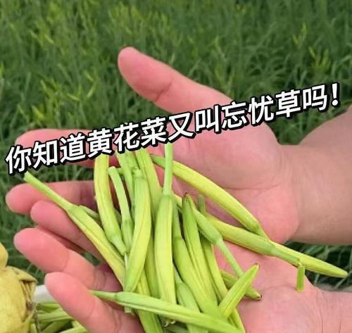 忘忧草（了解忘忧草的分类、药用价值和药理作用）