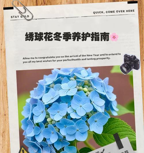 揭秘绣球花冬天落叶的原因（从生长环境到植物生理角度解析绣球花落叶）