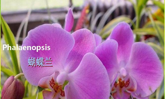 怎样保存葡萄才能让它们保鲜更久（让葡萄在您的冰箱里保持新鲜的技巧和提示）