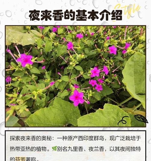夜来香种子的最佳播种时间（如何选择最适合夜来香种子的播种时间？）