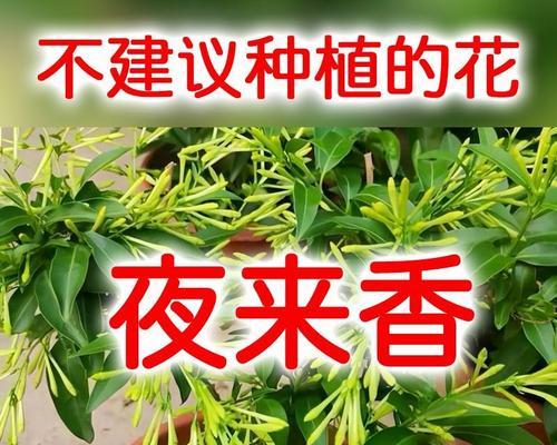 夜来香种子的最佳播种时间（如何选择最适合夜来香种子的播种时间？）