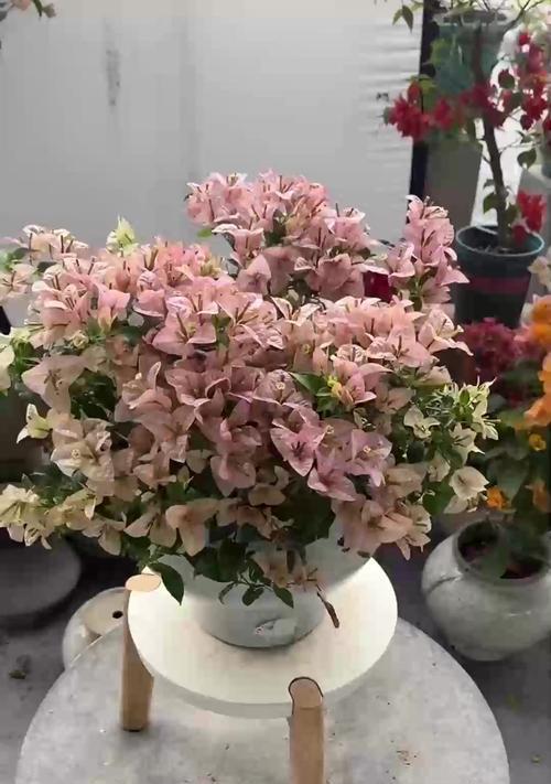多菌灵在葡萄上使用的安全性研究（探究多菌灵对葡萄作物的影响与应用建议）