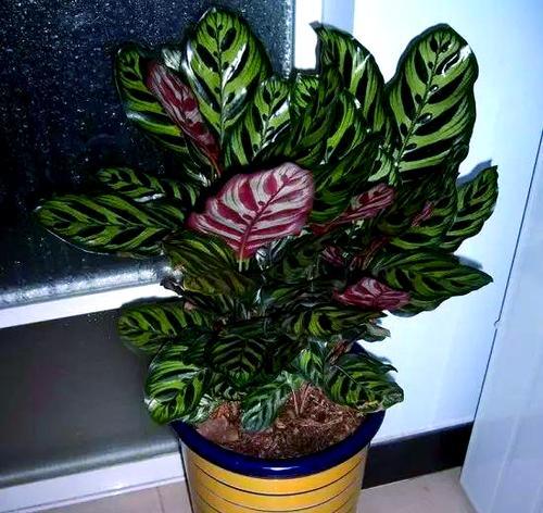 孔雀竹芋的养殖技巧（打造美丽庭院的神奇植物）
