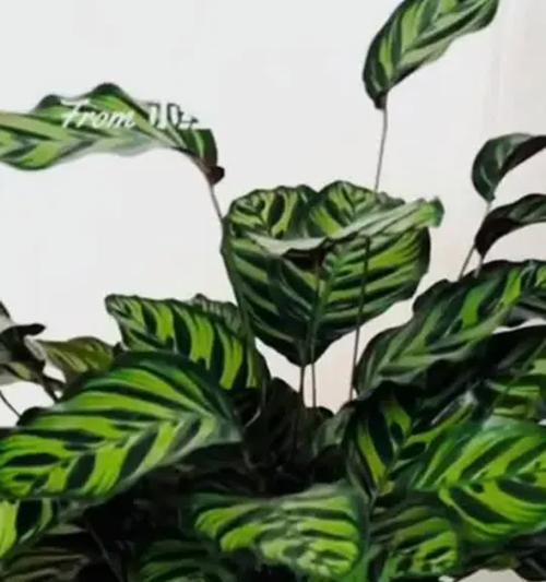 孔雀竹芋的养殖技巧（打造美丽庭院的神奇植物）
