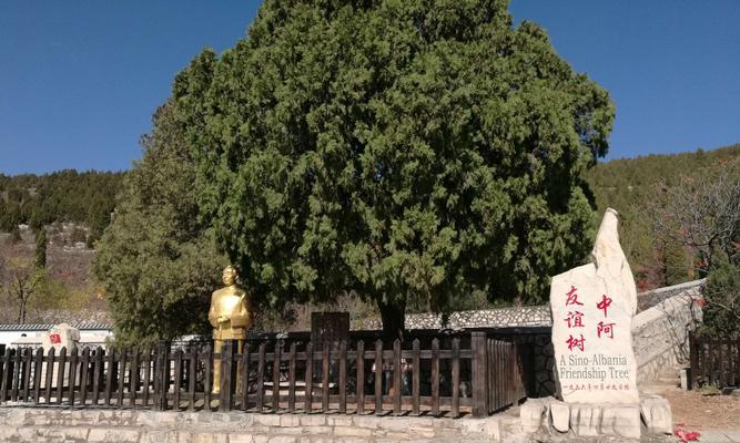 沙石地适合种植哪些树？（打造绿色屏障，让荒地变成宝地。）