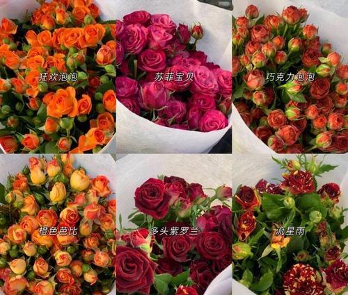 鸭脚木开花时间及特点（探究鸭脚木的开花习性，了解其开花规律）