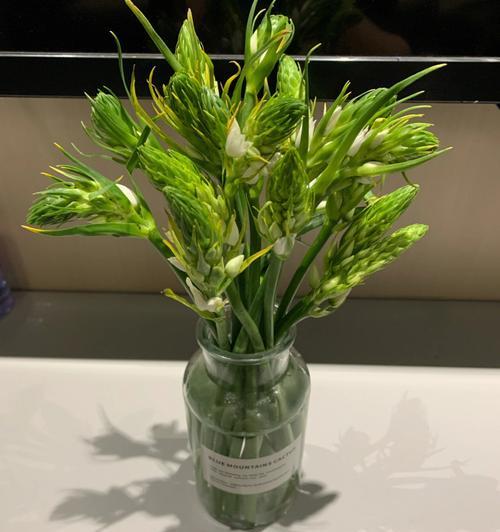 探秘小麦花的神秘颜色（小麦花的颜色究竟是什么色？——科学家的研究成果）