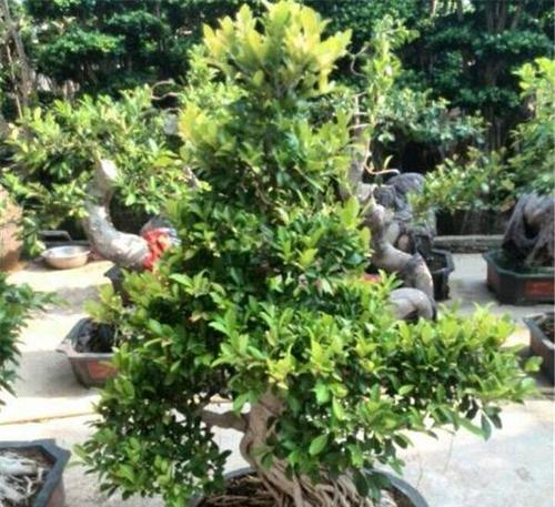 打造茂盛的人参榕（人参榕养护技巧及注意事项）