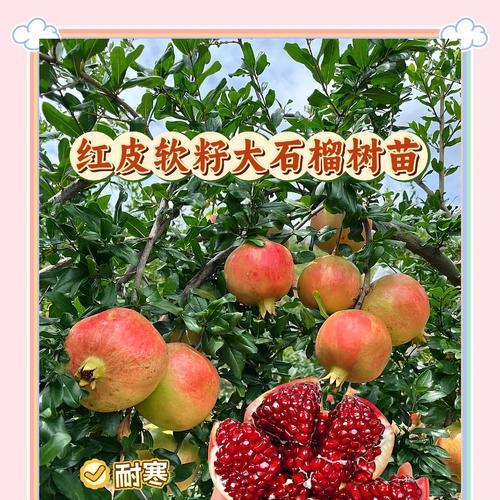 探究突尼斯石榴的开花时间（突尼斯石榴开花的季节和条件）