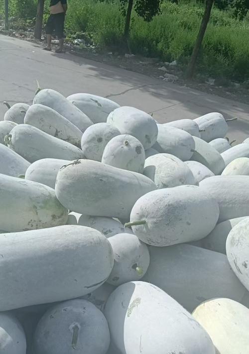 冬瓜的成熟采摘时间（冬瓜的生长特点和采摘技巧）