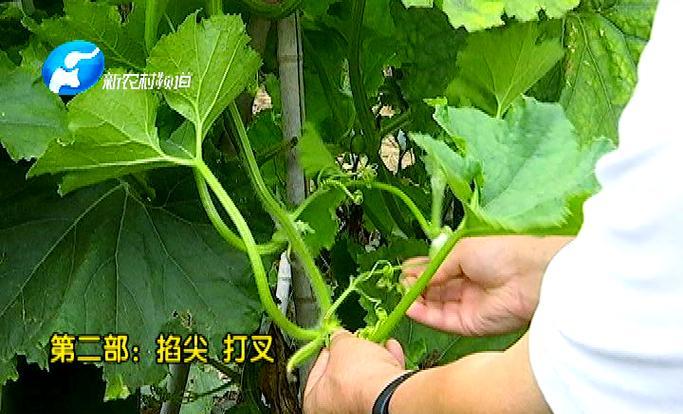 冬瓜的成熟采摘时间（冬瓜的生长特点和采摘技巧）