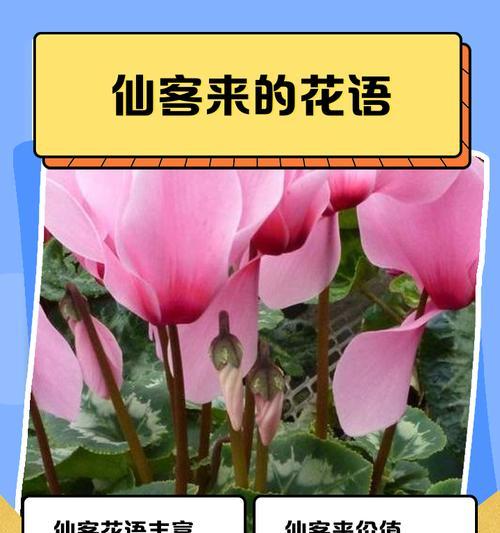 长寿花的寓意与象征风水（解析长寿花的象征意义与文化内涵）