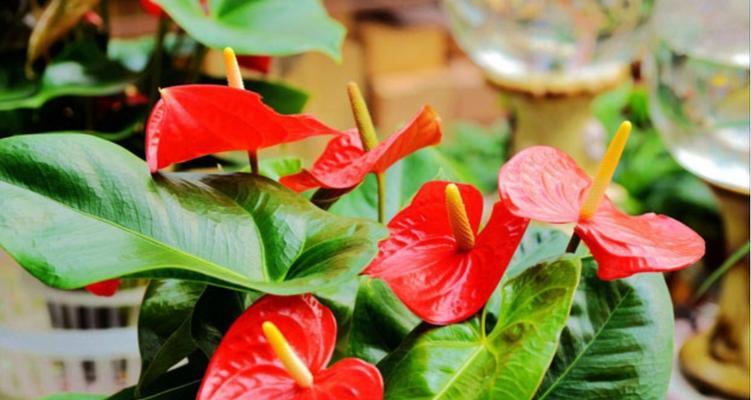 如何选用适合红掌生长的土壤（掌握红掌栽培的5个要点，为红掌提供最佳生长环境）