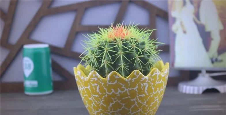家里种仙人掌指南（如何在家中成功种植仙人掌？）
