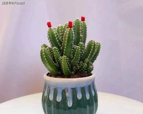家里种仙人掌指南（如何在家中成功种植仙人掌？）