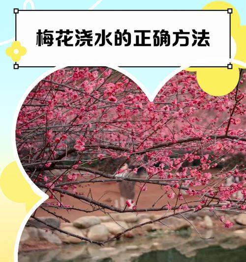 四季梅花的养殖方法和注意事项（四季梅花怎样才能开得艳丽？）