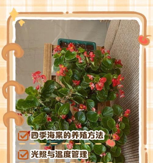四季梅花的养殖方法和注意事项（四季梅花怎样才能开得艳丽？）