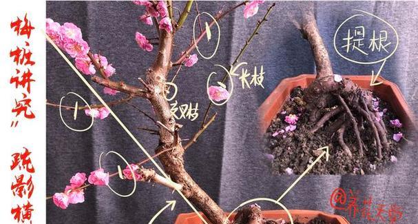 四季梅花的养殖方法和注意事项（四季梅花怎样才能开得艳丽？）