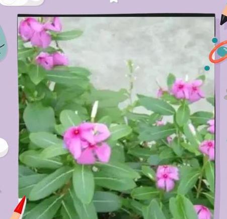 四季梅移盆后必须浇水吗？（探究四季梅移盆后的浇水问题，解析正确的浇水方法。）