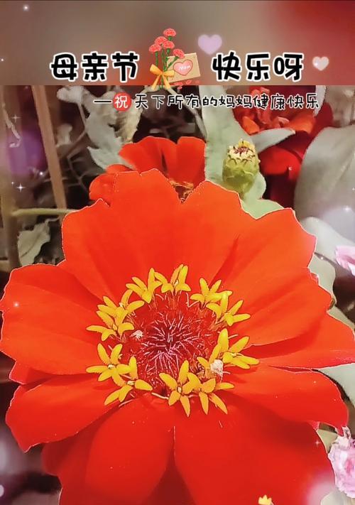 冬日绽放的百日菊（探秘百日菊在冬天开花的秘密）