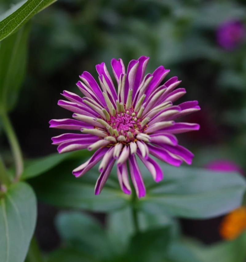 冬日绽放的百日菊（探秘百日菊在冬天开花的秘密）