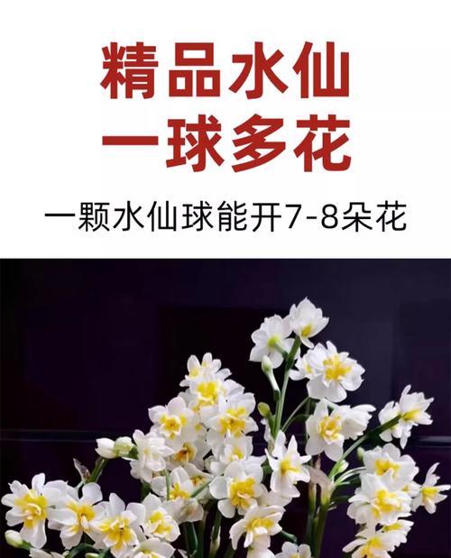 水仙花的养殖技巧（一步步教你如何让水仙花欣欣向荣）