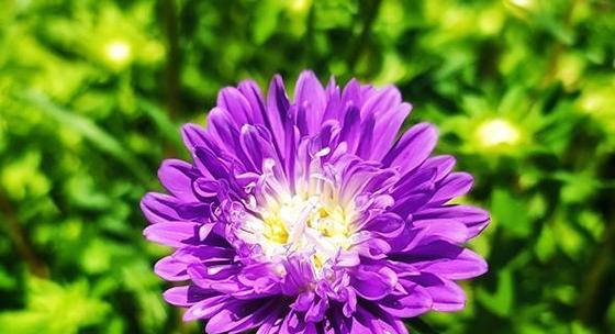 烟花菊的花语和寓意解析（美丽多彩的烟花菊，代表着什么？）
