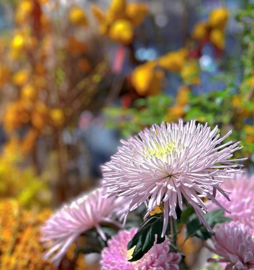 烟花菊的花语和寓意解析（美丽多彩的烟花菊，代表着什么？）