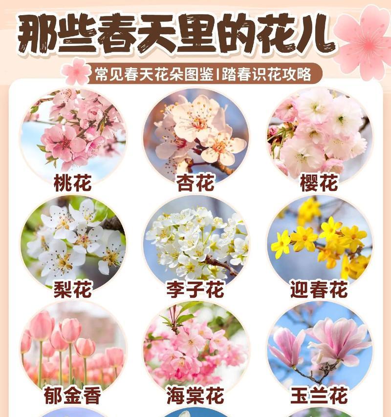 雀梅开花是怎样的一种美丽？（探究雀梅开花的形态与特点）