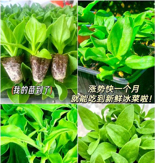 冰菜水培的可行性及注意事项（探究冰菜水培的优点与缺陷）
