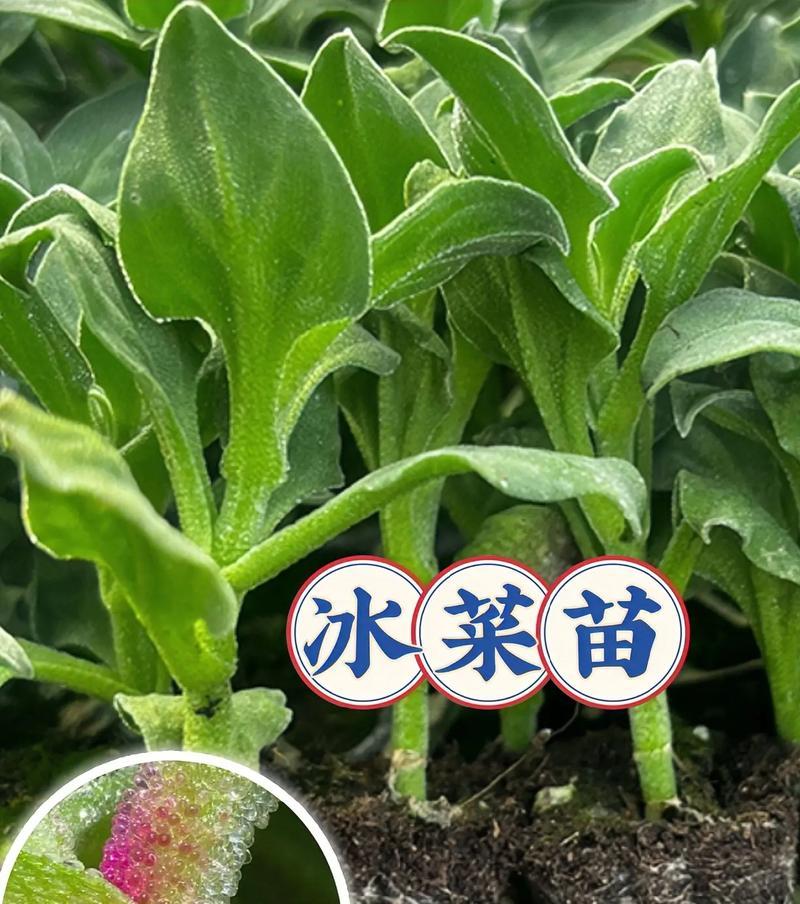 冰菜水培的可行性及注意事项（探究冰菜水培的优点与缺陷）