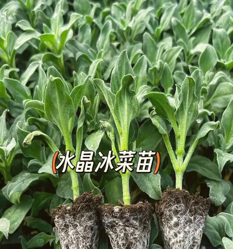冰菜水培的可行性及注意事项（探究冰菜水培的优点与缺陷）