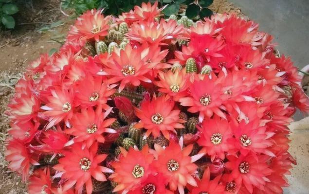种植仙人球，让家里更美好（仙人球的好处及养护技巧）