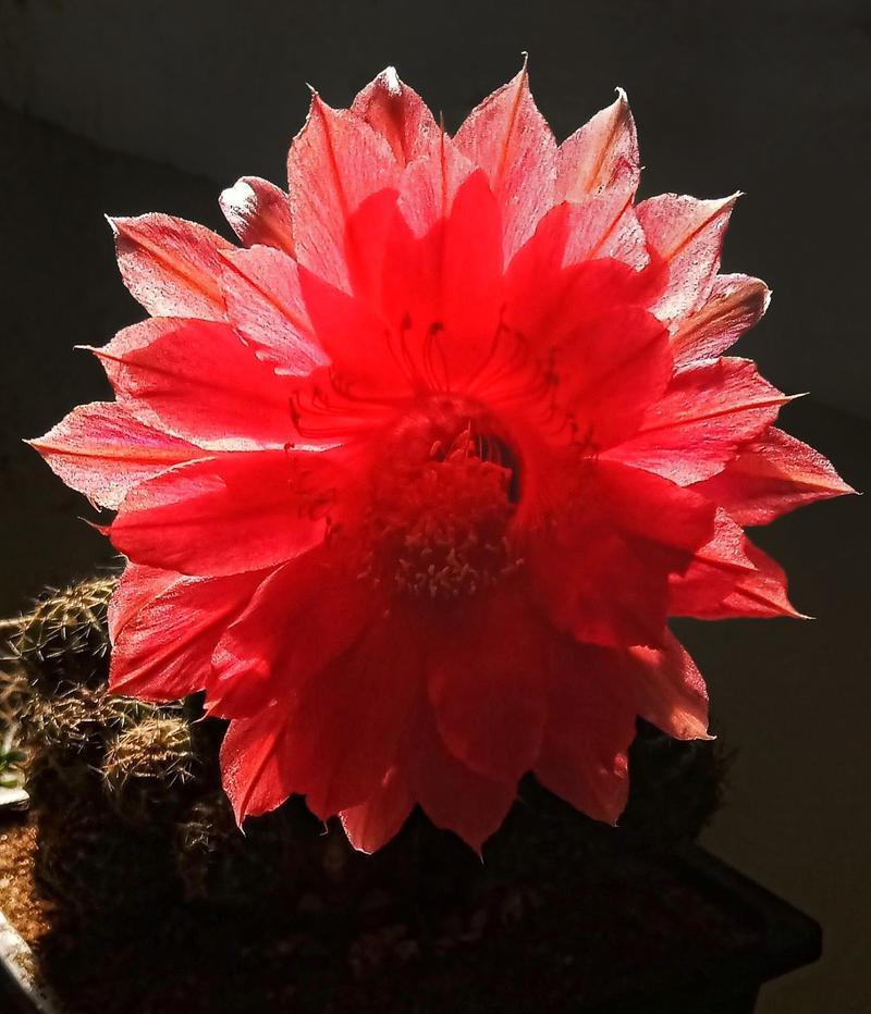 种植仙人球，让家里更美好（仙人球的好处及养护技巧）
