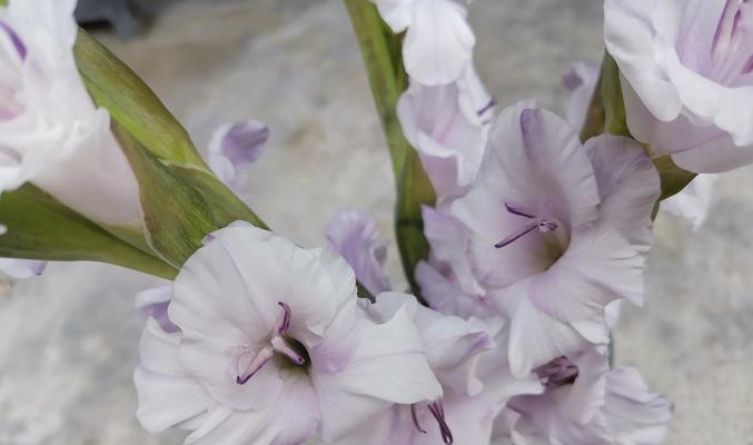 芦笋收获时间与特点（春季蔬菜的王者——芦笋，含丰富营养成分）