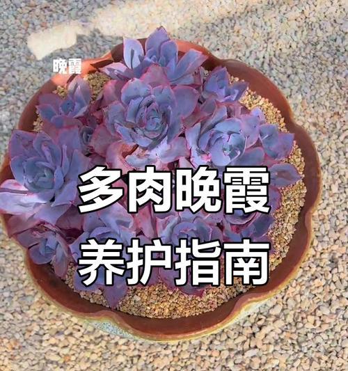 晚霞的养殖方法与技巧（掌握关键步骤，打造绚丽晚霞）