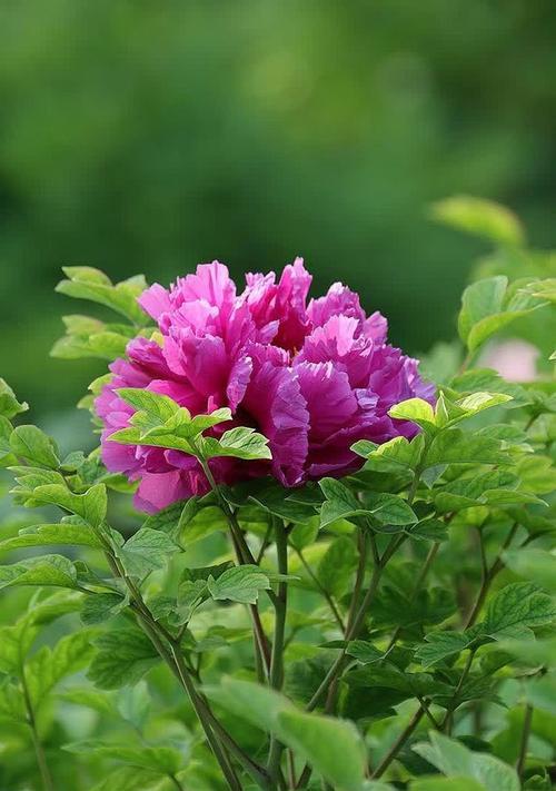 牡丹花语的象征意义（解读牡丹花的背后故事）
