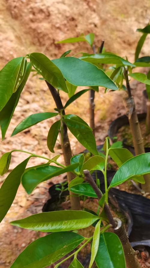 沉香树几年结果实的重要性（探究沉香树结果实的时间和方法）