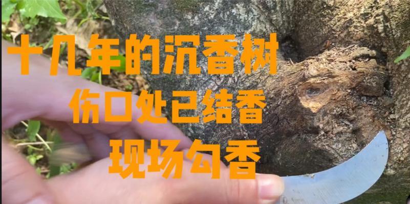 沉香树几年结果实的重要性（探究沉香树结果实的时间和方法）
