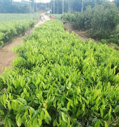 沉香树几年结果实的重要性（探究沉香树结果实的时间和方法）