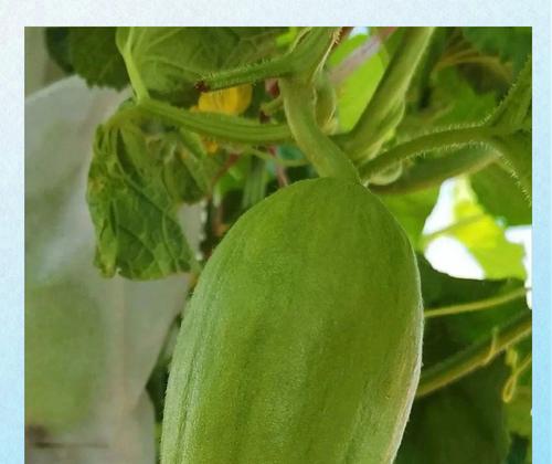 如何判断甜瓜成熟？（甜瓜成熟的特征和验收方法）