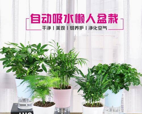 水培碧玉养护全指南（水培碧玉的种植方法、水质要求、养护技巧、注意事项等详解）