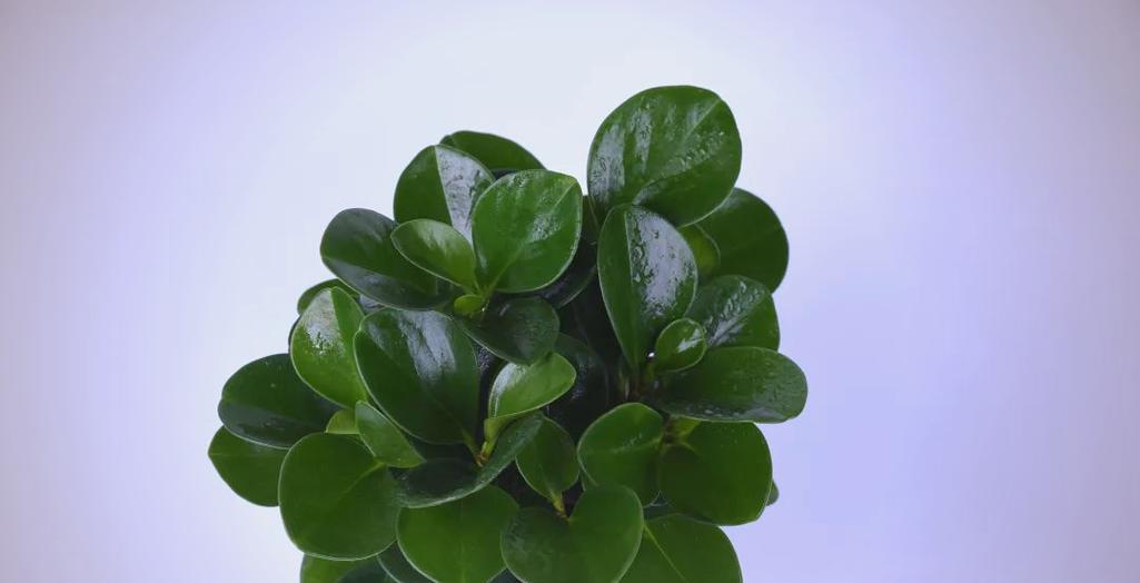 水培碧玉养护全指南（水培碧玉的种植方法、水质要求、养护技巧、注意事项等详解）