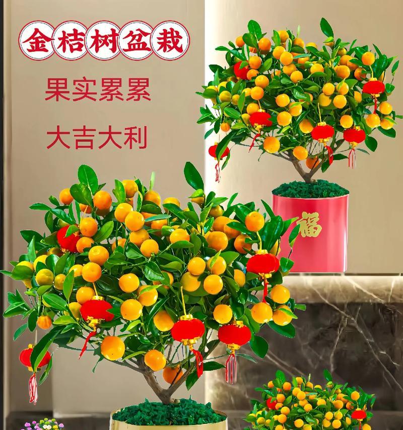 盆栽金桔树冬季养护指南（如何保护你的盆栽金桔树在冬季）