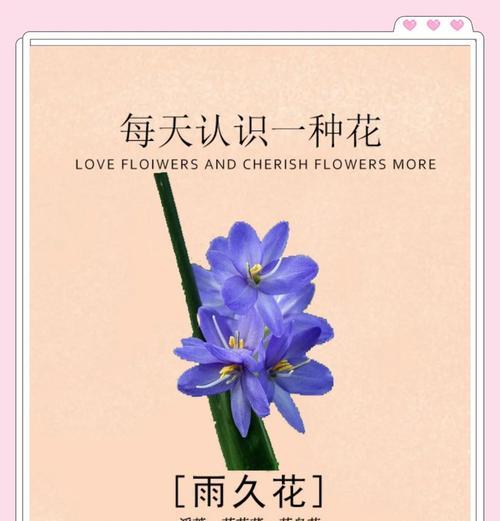 重逢花语-久别重逢（意蕴深远，见证时间的美好回忆）